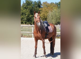 PRE Mestizo, Semental, 9 años, 163 cm, Palomino