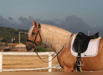 PRE, Semental, 9 años, 163 cm, Palomino