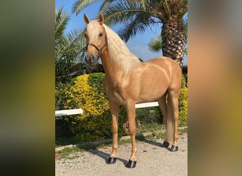 PRE, Semental, 9 años, 163 cm, Palomino