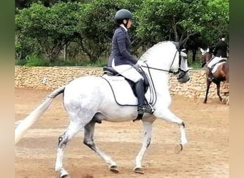 PRE Mestizo, Semental, 9 años, 163 cm, Tordo