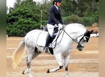 PRE Mestizo, Semental, 9 años, 163 cm, Tordo