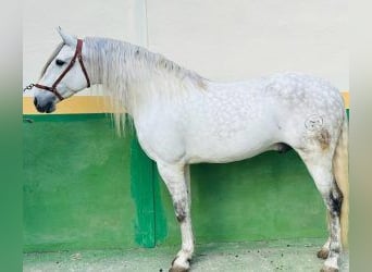 PRE Mestizo, Semental, 9 años, 163 cm, Tordo