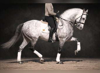 PRE Mestizo, Semental, 9 años, 163 cm, Tordo