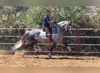 PRE Mestizo, Semental, 9 años, 163 cm, Tordo rodado