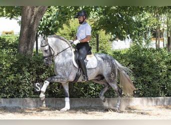 PRE Mestizo, Semental, 9 años, 163 cm, Tordo rodado