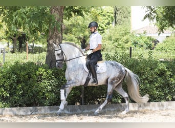 PRE Mestizo, Semental, 9 años, 163 cm, Tordo rodado