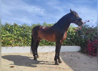 PRE Mestizo, Semental, 9 años, 164 cm, Castaño oscuro