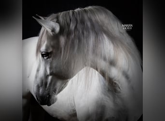 PRE Mestizo, Semental, 9 años, 164 cm, White/Blanco