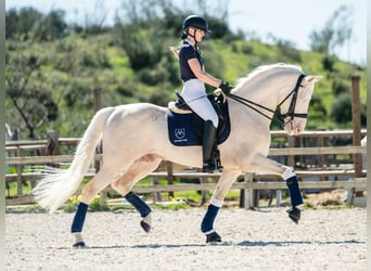 PRE Mestizo, Semental, 9 años, 165 cm, Perlino