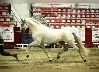 PRE, Semental, 9 años, 165 cm, Tordo