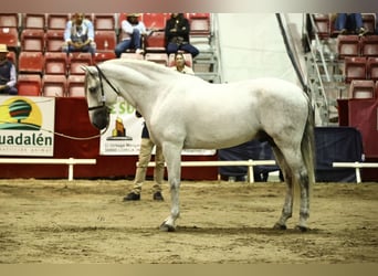 PRE, Semental, 9 años, 165 cm, Tordo