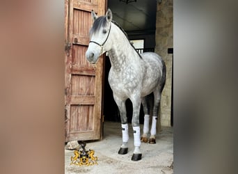 PRE Mestizo, Semental, 9 años, 165 cm, Tordo