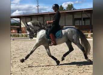 PRE Mestizo, Semental, 9 años, 165 cm, Tordo rodado