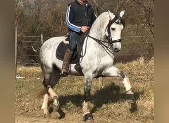 PRE Mestizo, Semental, 9 años, 165 cm, Tordo rodado