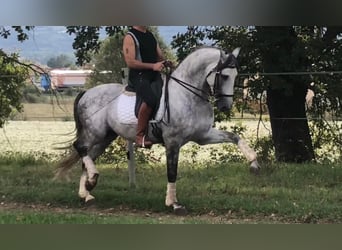 PRE Mestizo, Semental, 9 años, 165 cm, Tordo rodado