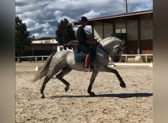 PRE Mestizo, Semental, 9 años, 165 cm, Tordo rodado