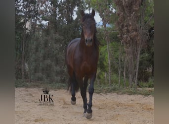 PRE, Semental, 9 años, 166 cm, Castaño