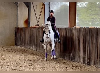 PRE Mestizo, Semental, 9 años, 167 cm, Tordo