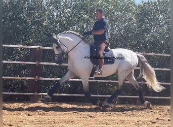 PRE Mestizo, Semental, 9 años, 167 cm, Tordo