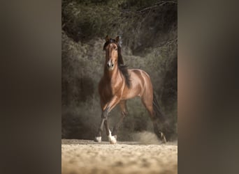 PRE Mestizo, Semental, 9 años, 168 cm, Castaño