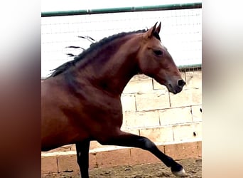 PRE Mestizo, Semental, 9 años, 168 cm, Castaño rojizo