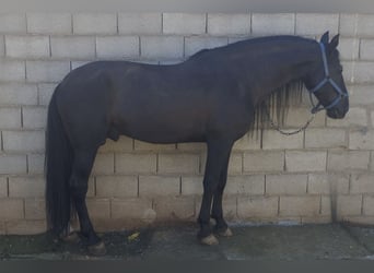 PRE Mestizo, Semental, 9 años, 168 cm, Negro