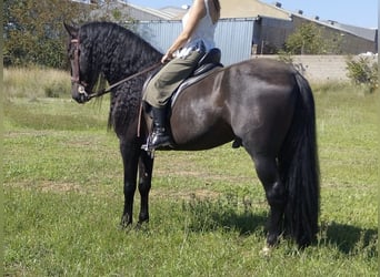 PRE Mestizo, Semental, 9 años, 168 cm, Negro