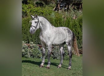 PRE Mestizo, Semental, 9 años, 168 cm, Tordo rodado