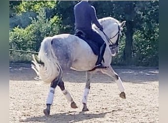 PRE, Semental, 9 años, 169 cm, Tordo rodado