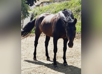 PRE, Semental, 9 años, 170 cm