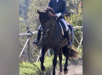 PRE, Semental, 9 años, 170 cm