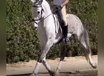 PRE Mestizo, Semental, 9 años, 171 cm, Tordo