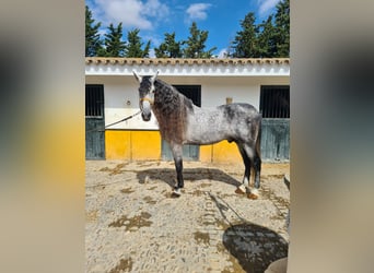 PRE, Semental, 9 años, 177 cm, Tordo rodado