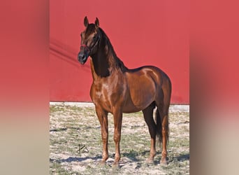 PRE, Semental, 12 años, 162 cm, Alazán