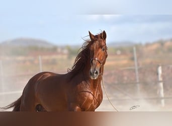 PRE, Semental, 15 años, 167 cm, Alazán