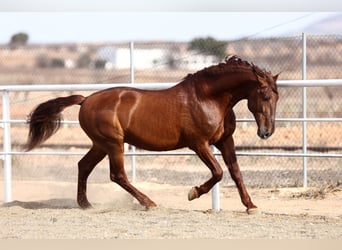 PRE, Semental, 15 años, 167 cm, Alazán