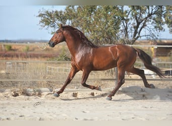 PRE, Semental, 15 años, 167 cm, Alazán