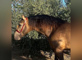 PRE, Semental, 4 años, 172 cm, Buckskin/Bayo