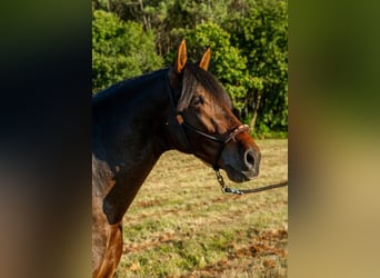 PRE, Semental, 3 años, 165 cm, Castaño
