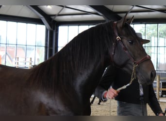 PRE, Semental, 3 años, 164 cm, Castaño oscuro