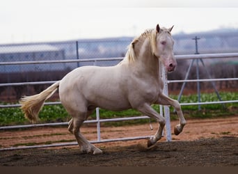 PRE, Semental, 3 años, 170 cm, Cremello