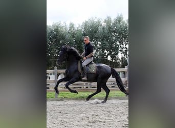 PRE, Semental, 12 años, 170 cm, Negro