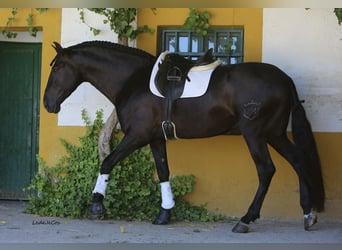 PRE, Semental, 9 años, 175 cm, Negro