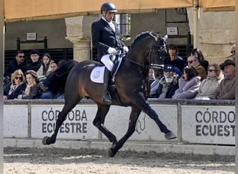 PRE, Semental, 9 años, 177 cm, Negro