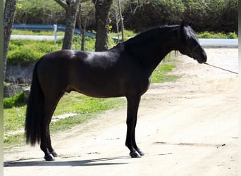 PRE, Semental, 4 años, 165 cm, Negro