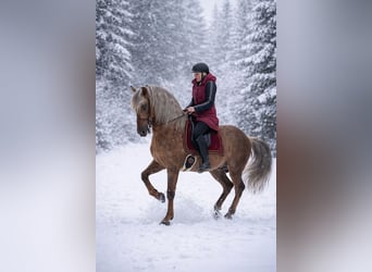 PRE, Semental, 8 años, 164 cm, Palomino