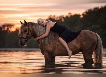 PRE, Semental, 8 años, 164 cm, Palomino