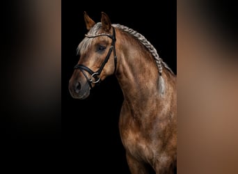 PRE, Semental, 8 años, 164 cm, Palomino