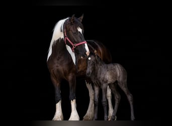 PRE, Semental, 8 años, 164 cm, Palomino