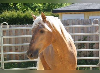 PRE, Semental, 4 años, 164 cm, Palomino